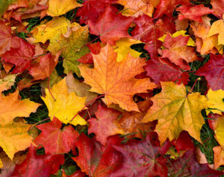 Automn Leaves - Print on demand